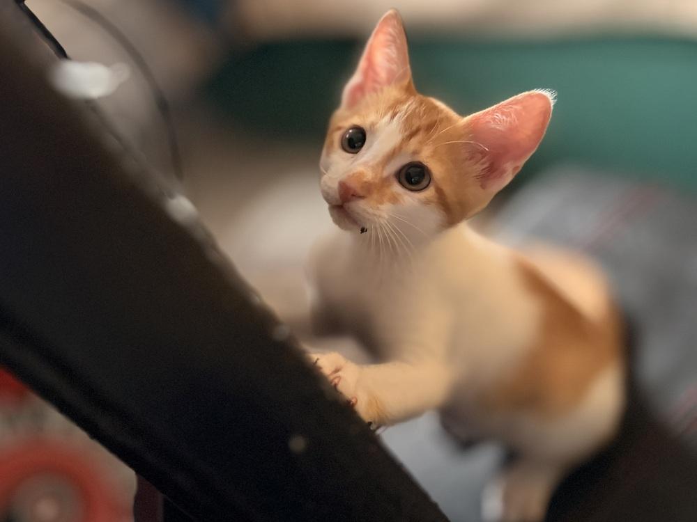 Sunny, a Adoptable Domestic Short Hair in Orlando, FL image 2/5