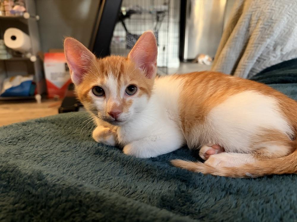 Sunny, a Adoptable Domestic Short Hair in Orlando, FL image 3/5