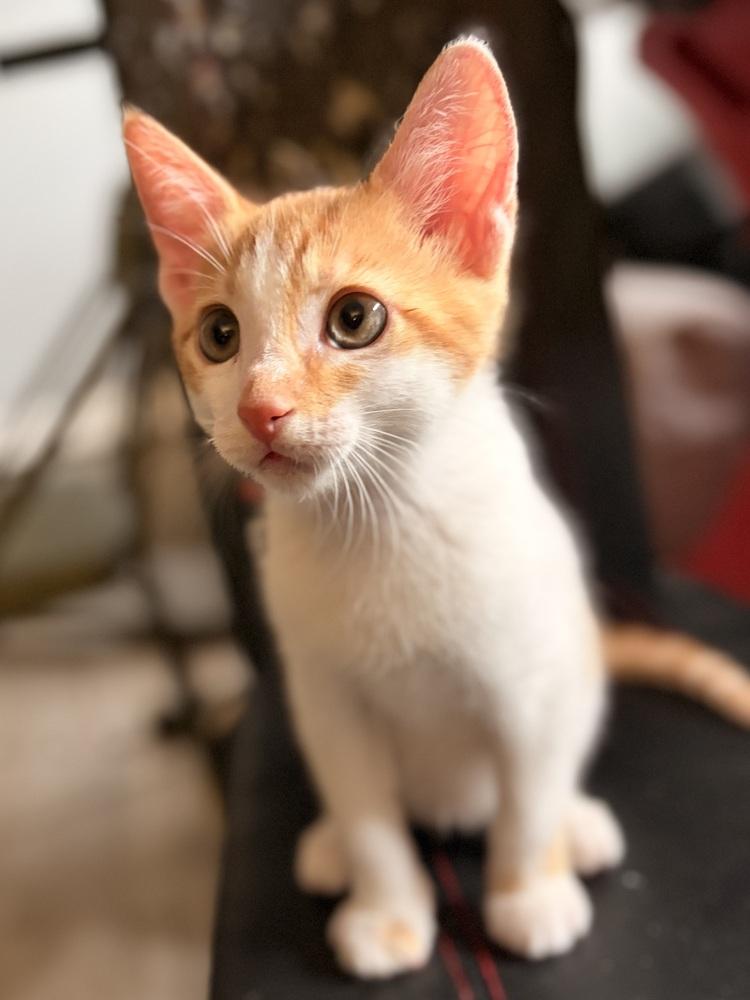 Sunny, a Adoptable Domestic Short Hair in Orlando, FL image 4/5