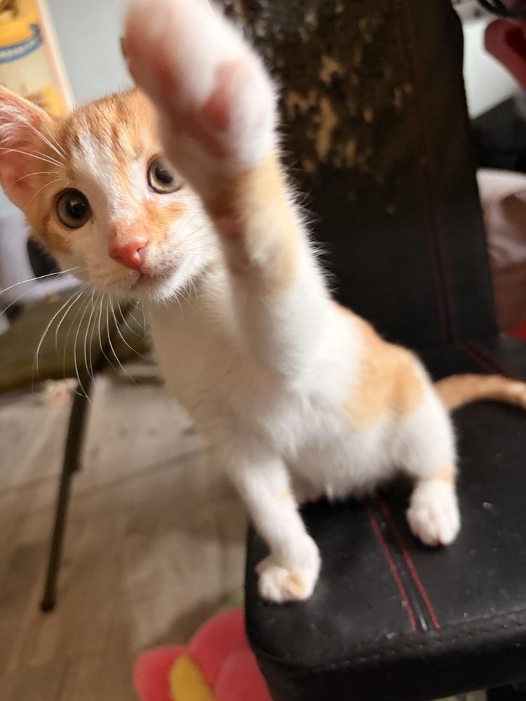 Sunny, a Adoptable Domestic Short Hair in Orlando, FL image 5/5