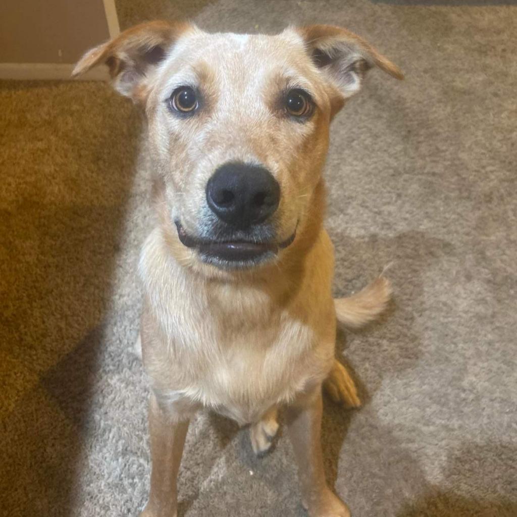 Koby — thumbnail 2