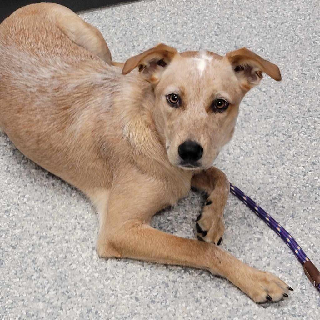 Koby — thumbnail 3