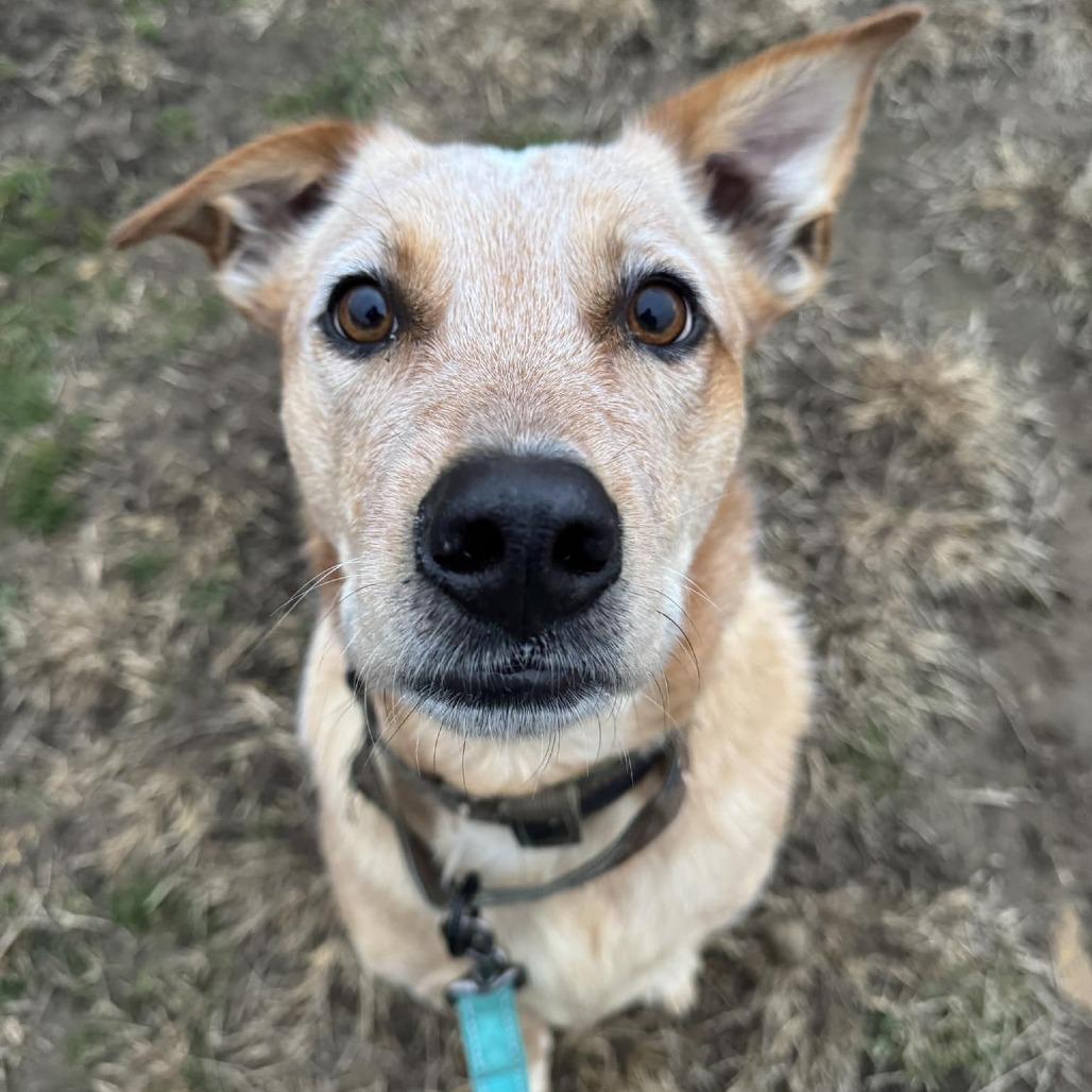 Koby — thumbnail 4