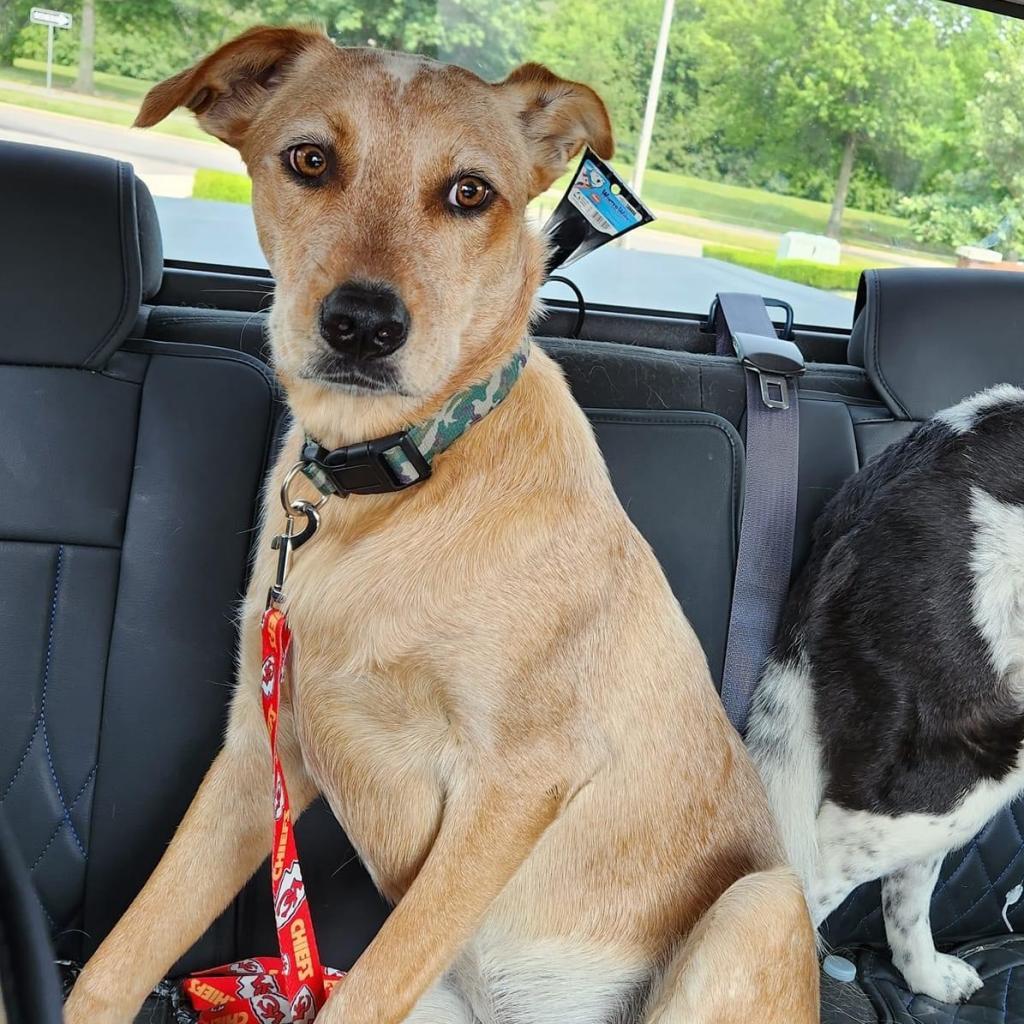 Koby — thumbnail 5