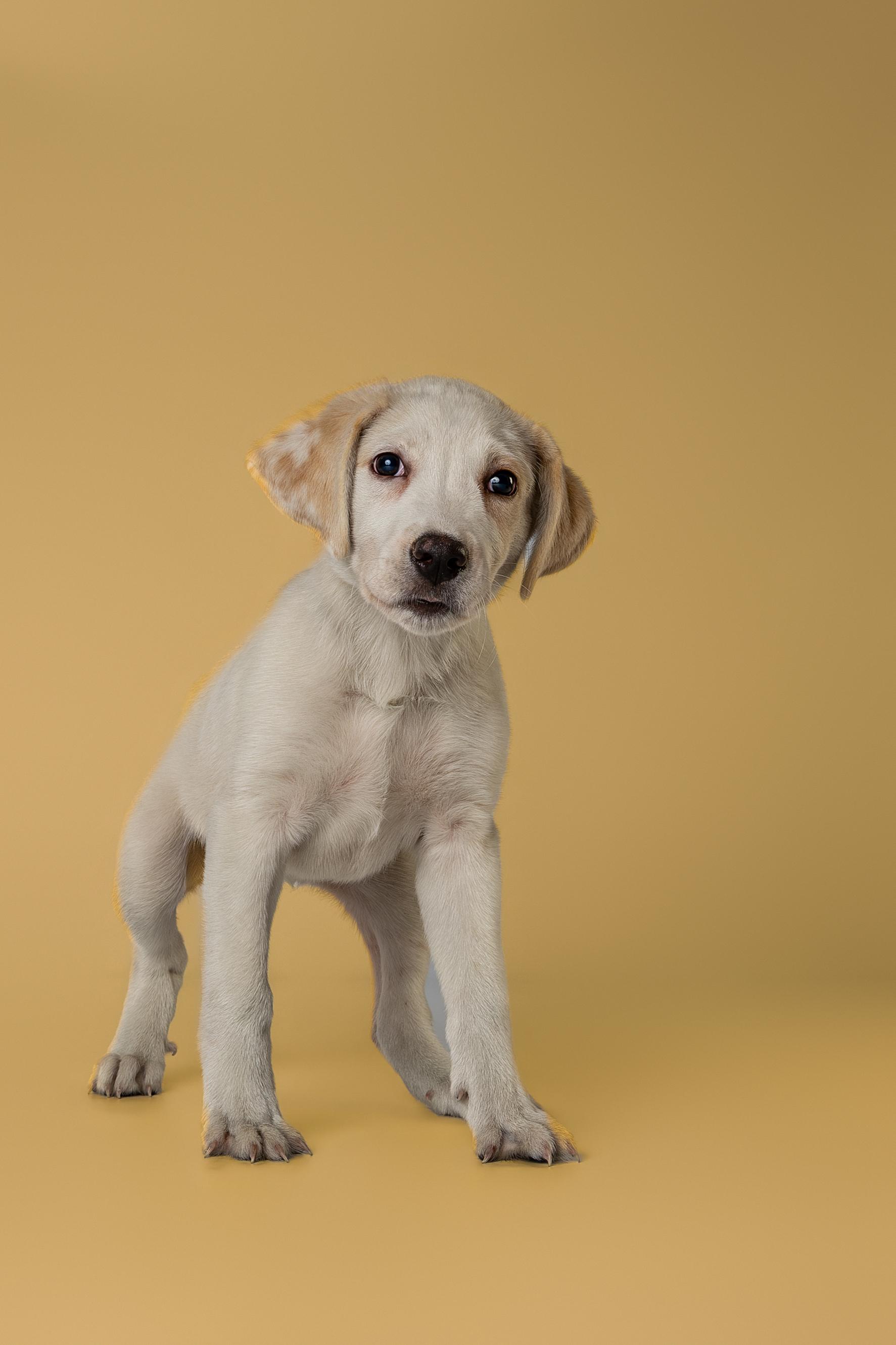 Poppi, an adopted mixed breed in Tyler, TX image 2/4