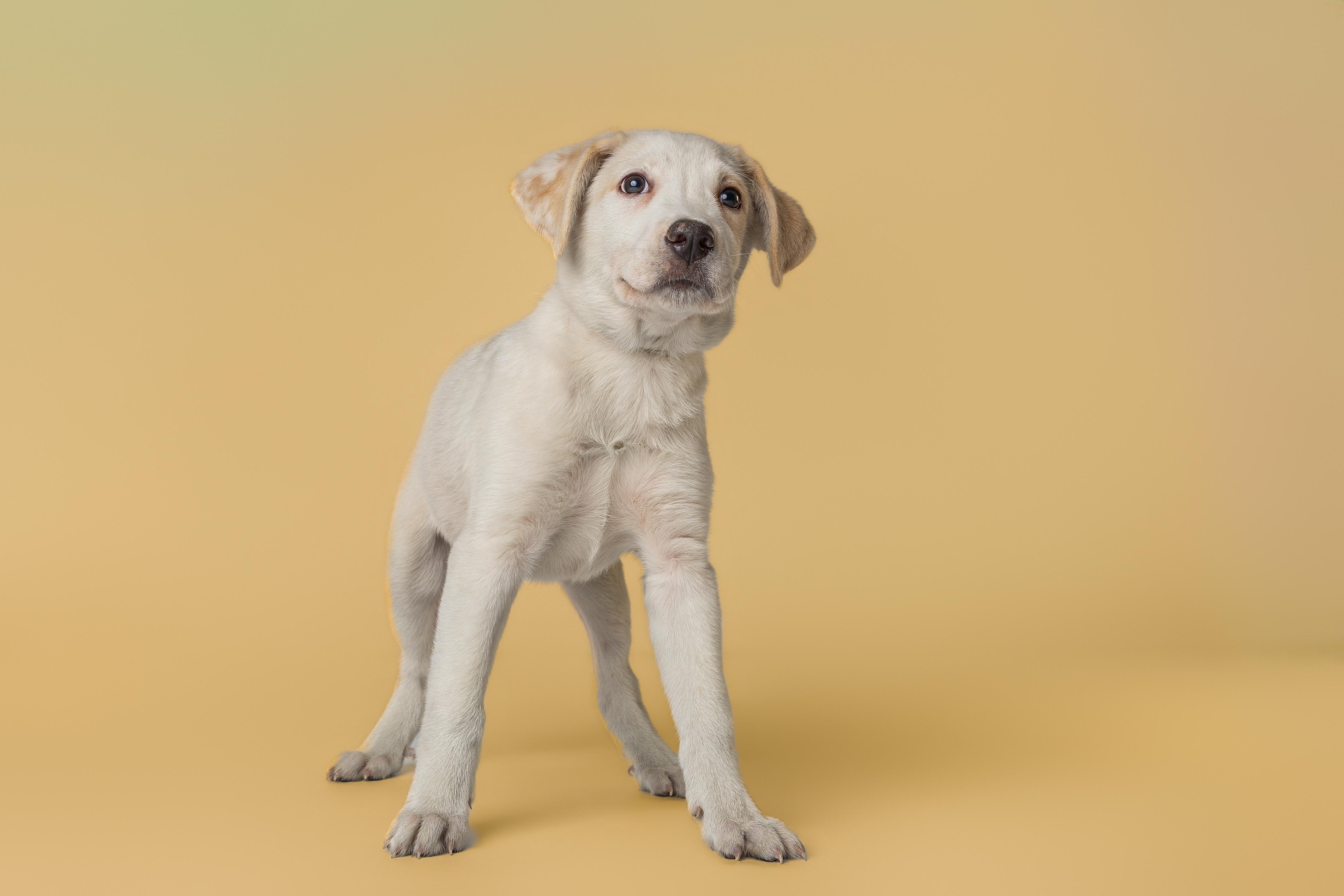 Poppi, an adopted mixed breed in Tyler, TX image 3/4