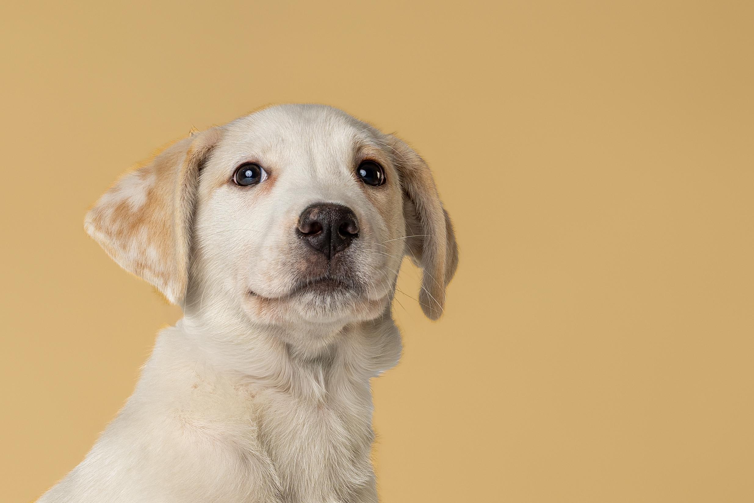 Poppi, adopted, Young Female Labrador Retriever & Great Pyrenees.