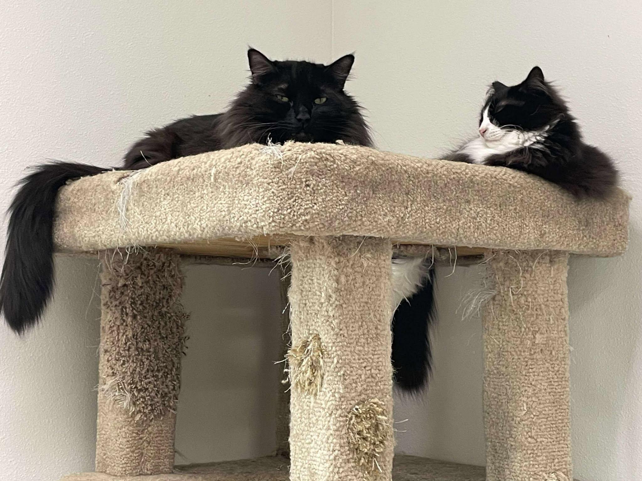 Enlarge Jett and Tuxie, a Adoptable Domestic Long Hair in Medford, OR image 1/6