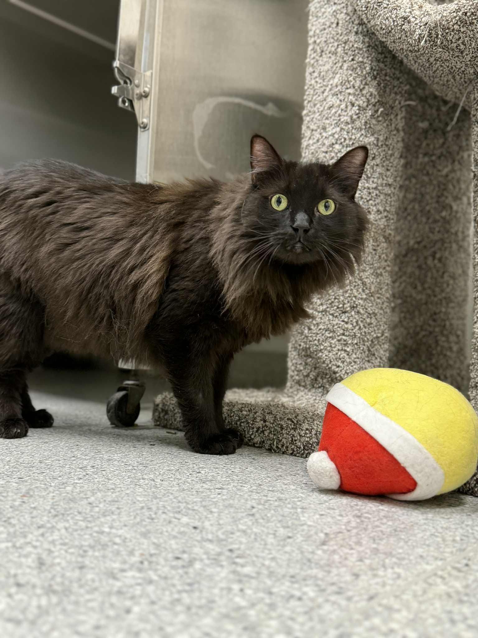 Enlarge Jett and Tuxie, a Adoptable Domestic Long Hair in Medford, OR image 2/6