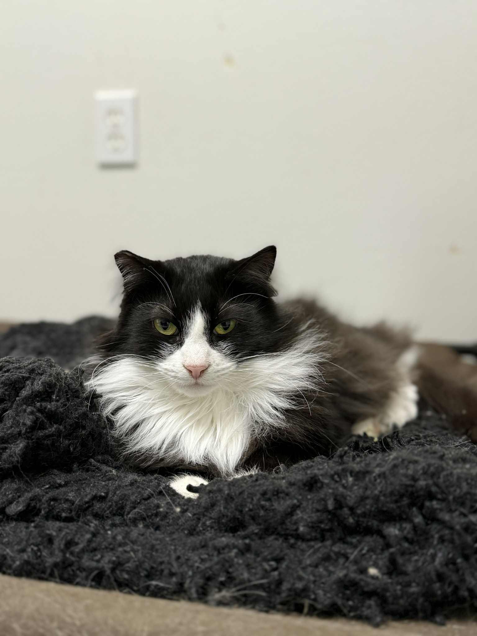 Enlarge Jett and Tuxie, a Adoptable Domestic Long Hair in Medford, OR image 4/6