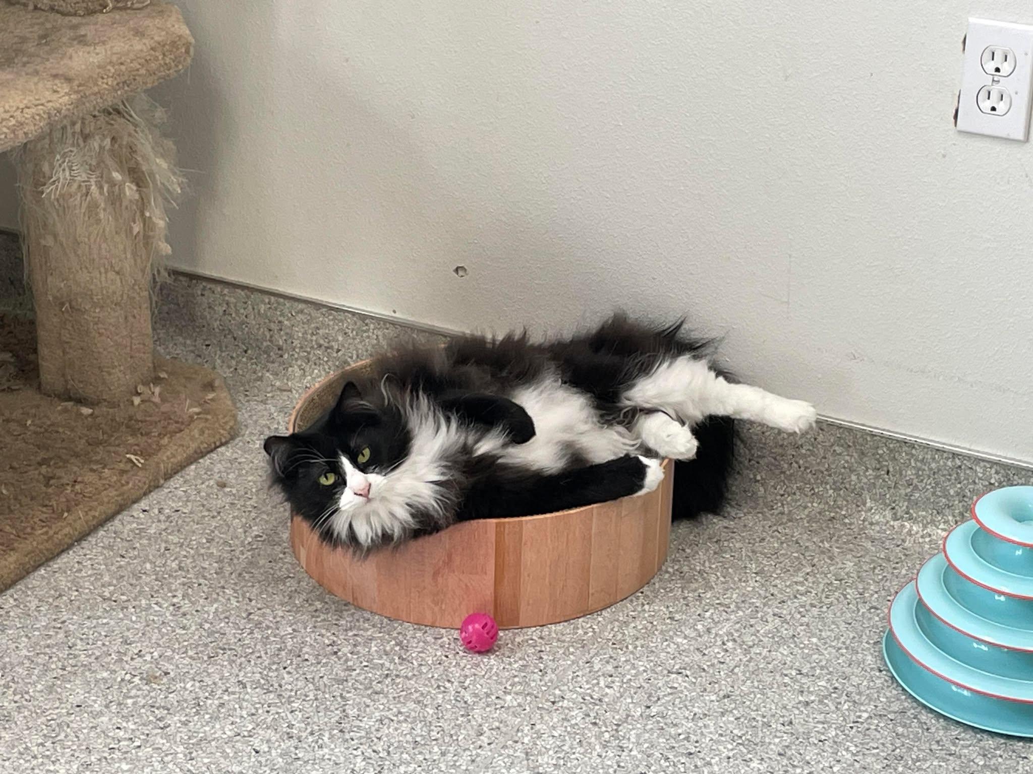 Enlarge Jett and Tuxie, a Adoptable Domestic Long Hair in Medford, OR image 5/6