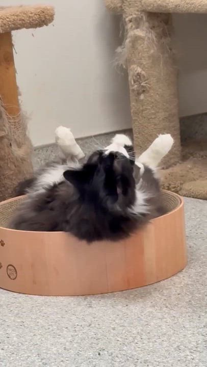 Enlarge Jett and Tuxie, a Adoptable Domestic Long Hair in Medford, OR video 6/6