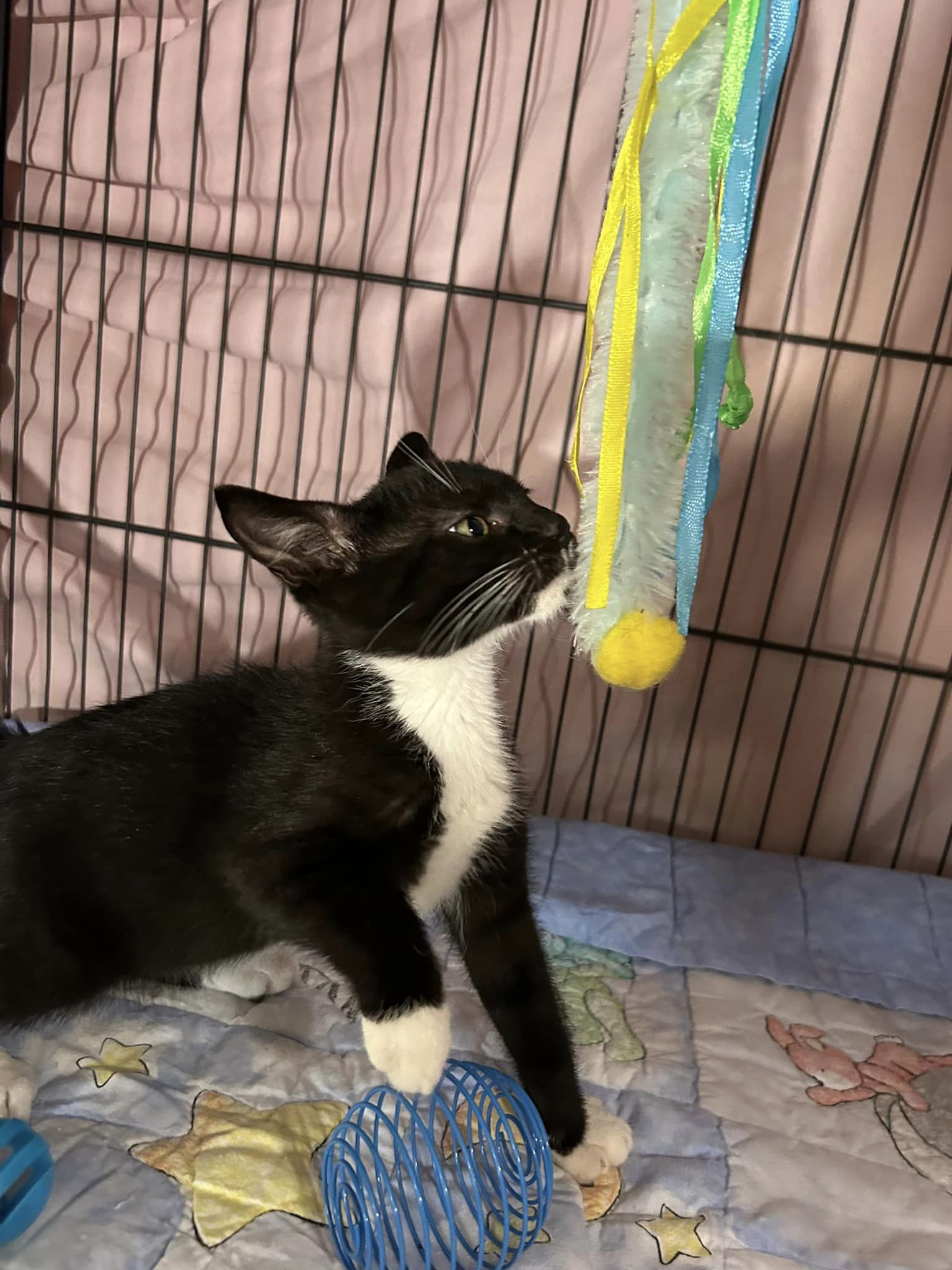 Cat for adoption Oreo, a Domestic Short Hair in Herculaneum, MO