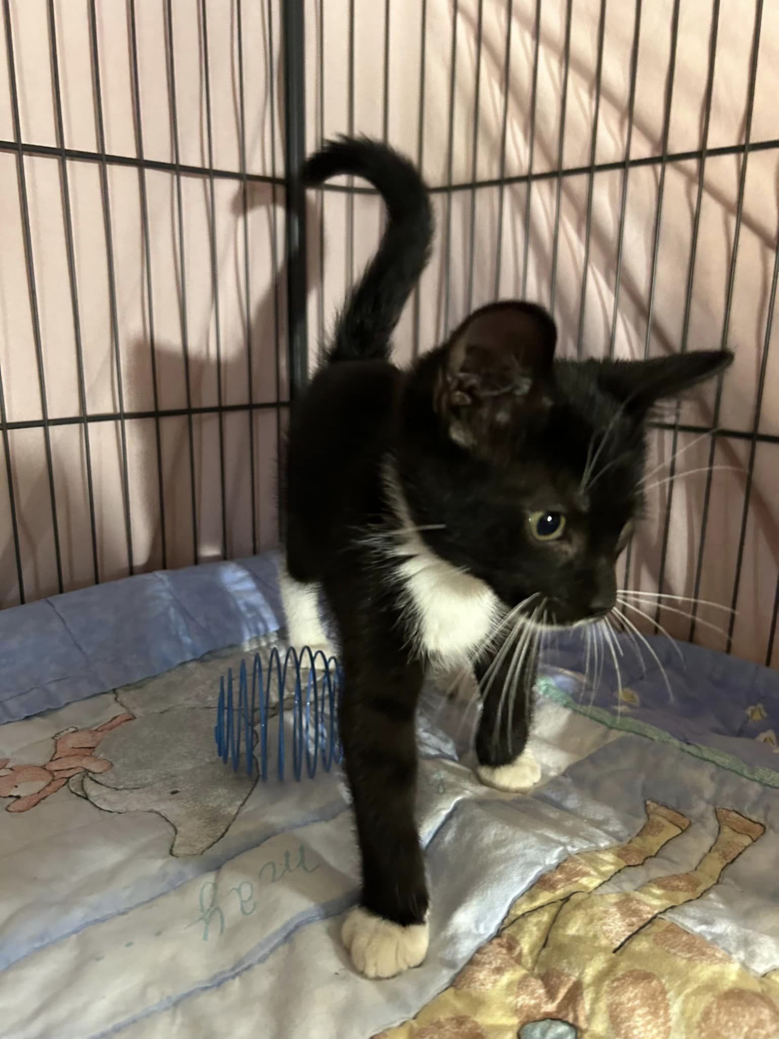Cat for adoption Oreo, a Domestic Short Hair in Herculaneum, MO