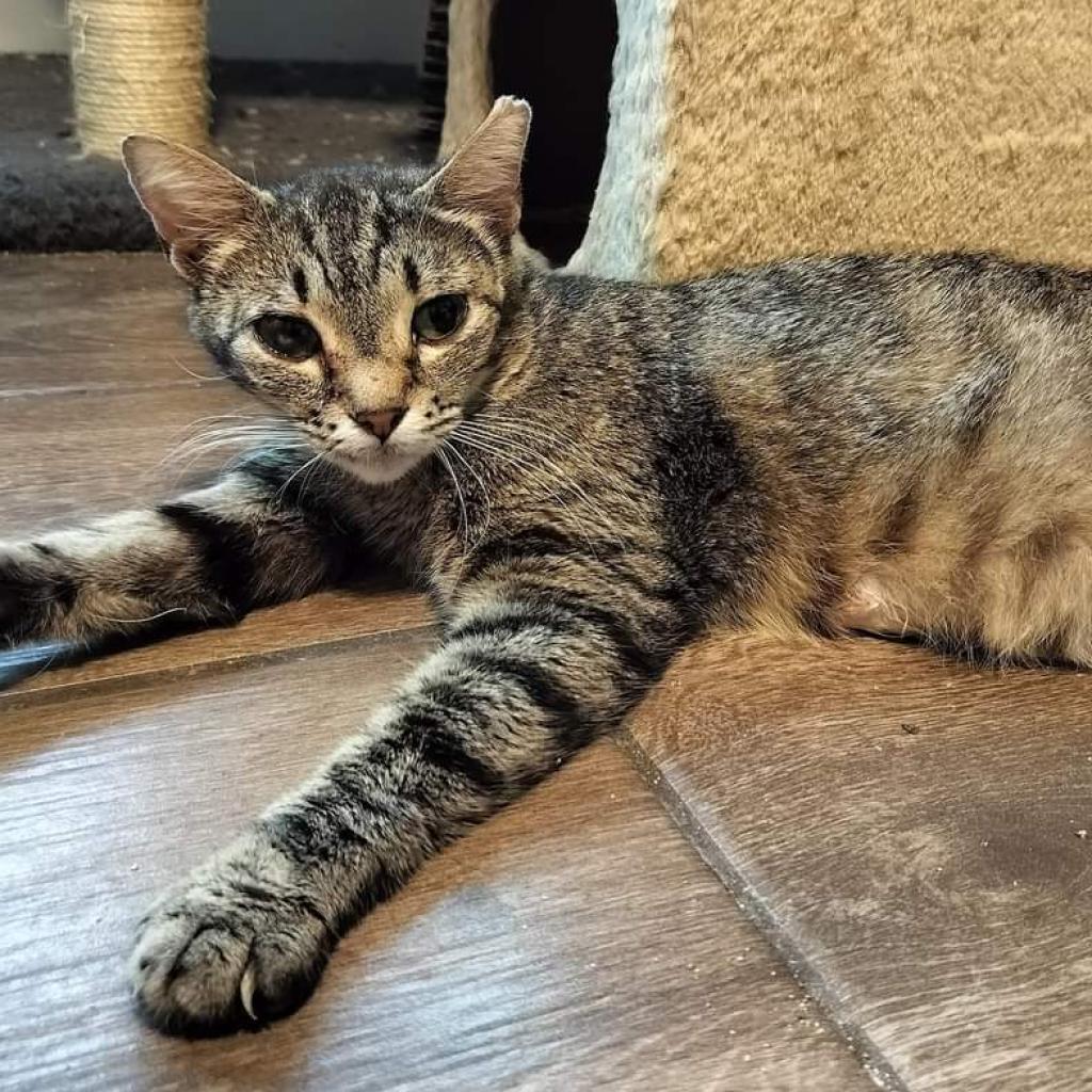 Enlarge Biggs, a Adoptable Domestic Short Hair in Hinesville, GA image 1/5
