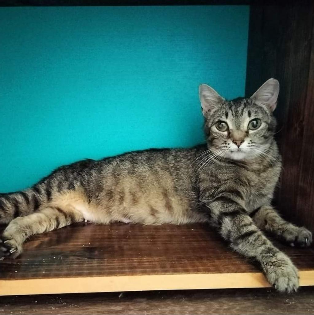 Enlarge Biggs, a Adoptable Domestic Short Hair in Hinesville, GA image 2/5