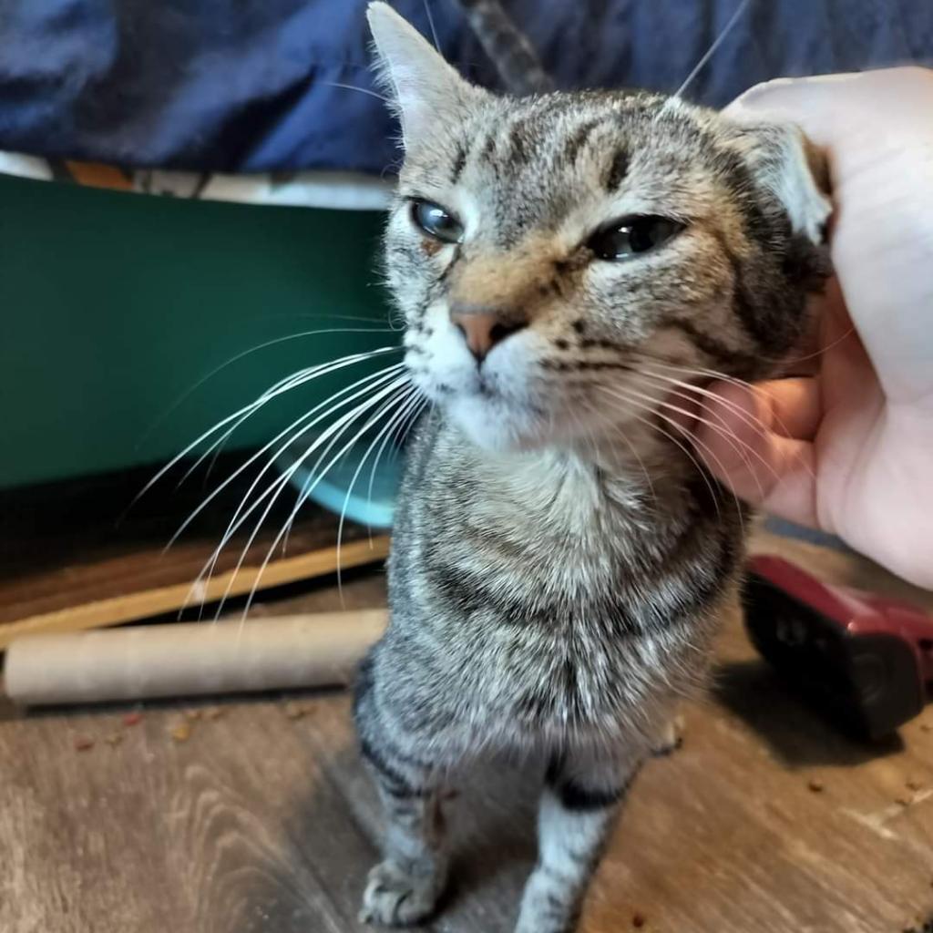 Enlarge Biggs, a Adoptable Domestic Short Hair in Hinesville, GA image 3/5