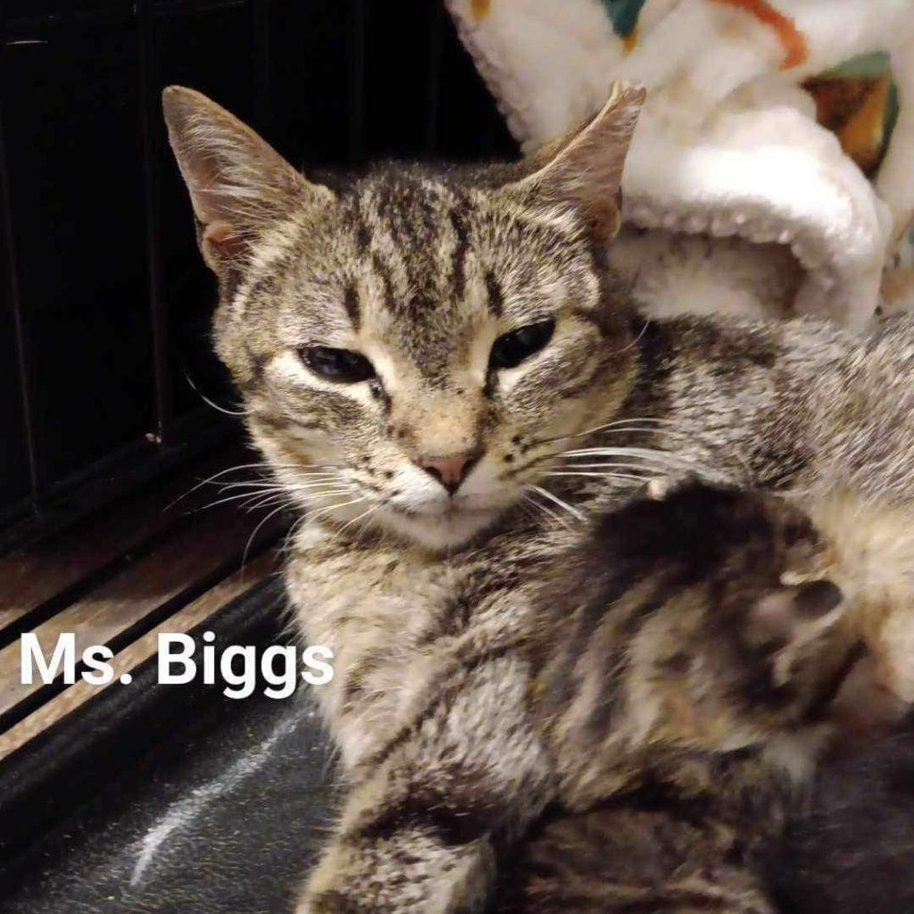 Enlarge Biggs, a Adoptable Domestic Short Hair in Hinesville, GA image 4/5