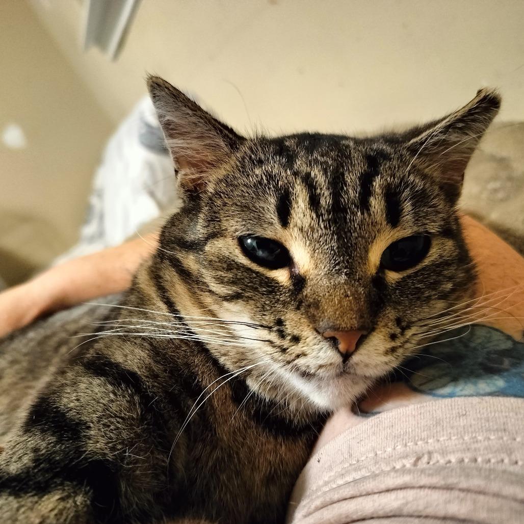 Enlarge Biggs, a Adoptable Domestic Short Hair in Hinesville, GA image 5/5