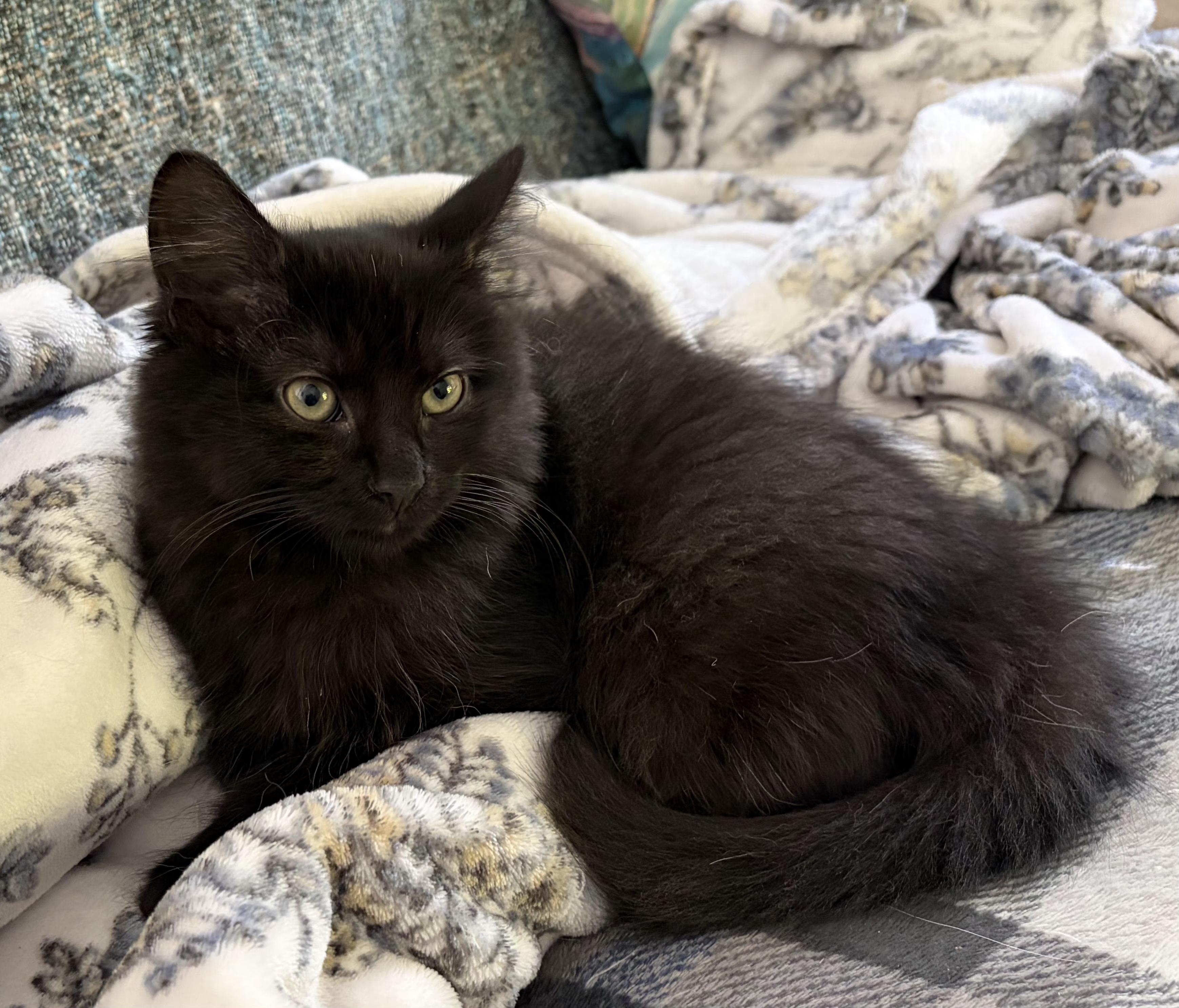 Sealy - adoption pending, Adopted, Kitten Female Domestic Long Hair.