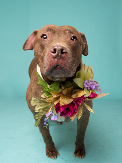 Enlarge Chocolate Shake, a Adoptable Mixed Breed in Atlanta, GA image 1/3
