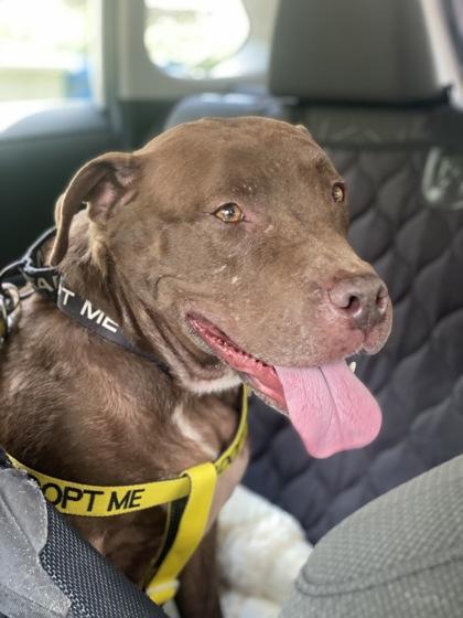 Chocolate Shake, Adoptable, Senior Female Mixed Breed & Mixed Breed.