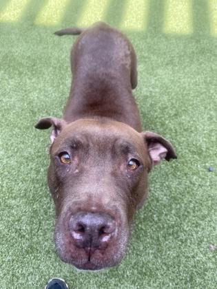 Enlarge Chocolate Shake, a Adoptable Mixed Breed in Atlanta, GA image 3/3