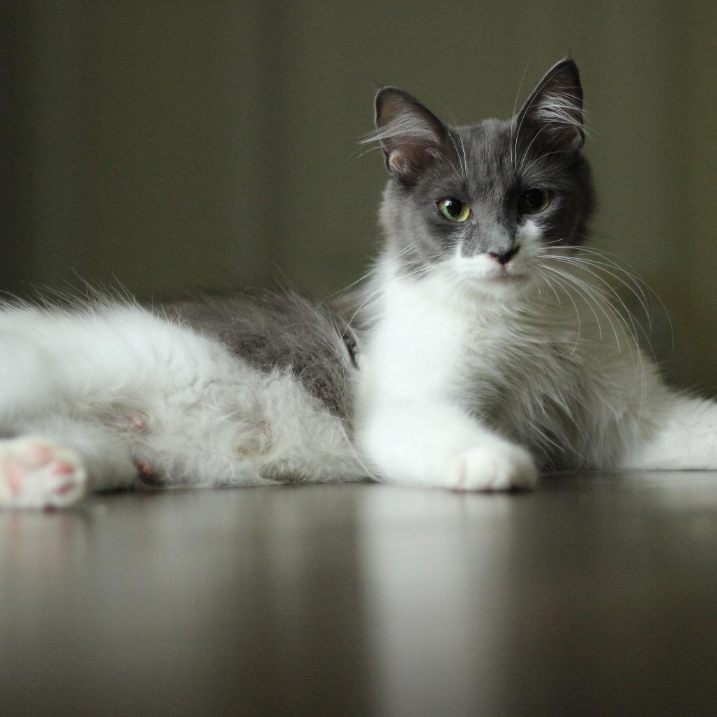 Barbara, Adoptable, Young Female Domestic Medium Hair.