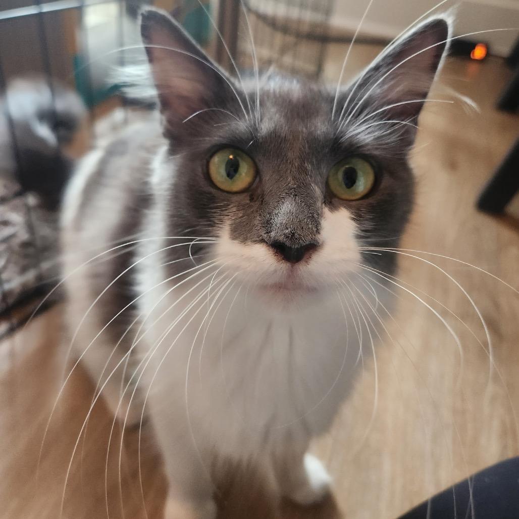 Enlarge Barbara, a Adoptable Domestic Medium Hair in Hillsborough, NC image 2/3