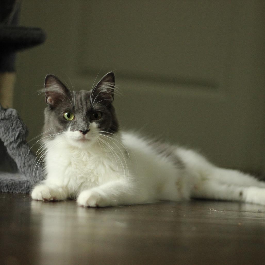 Enlarge Barbara, a Adoptable Domestic Medium Hair in Hillsborough, NC image 3/3