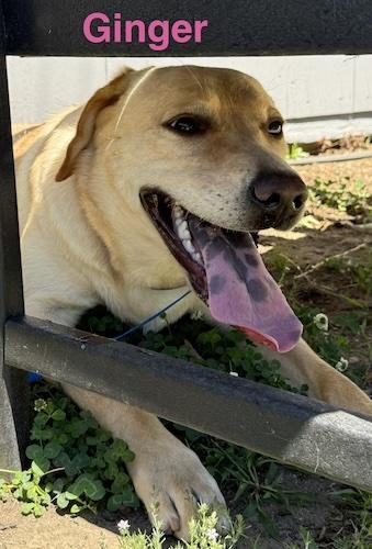 Ginger 39, a ADOPTABLE Yellow Labrador Retriever in Killingworth, CT image 2/5