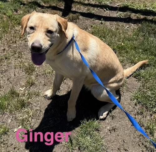 Ginger 39, a ADOPTABLE Yellow Labrador Retriever in Killingworth, CT image 3/5