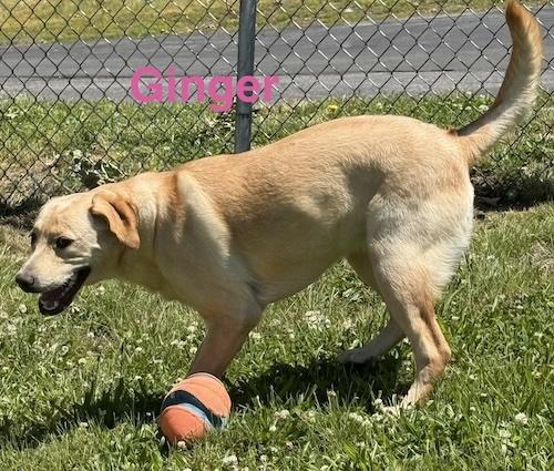 Ginger 39, a ADOPTABLE Yellow Labrador Retriever in Killingworth, CT image 4/5
