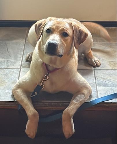 Enlarge Ginger 39, a ADOPTABLE Yellow Labrador Retriever in Killingworth, CT image 2/6