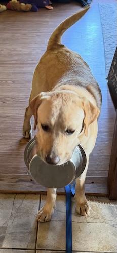 Enlarge Ginger 39, a ADOPTABLE Yellow Labrador Retriever in Killingworth, CT image 4/6