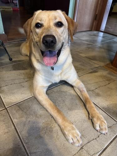 Enlarge Ginger 39, a ADOPTABLE Yellow Labrador Retriever in Killingworth, CT image 3/6