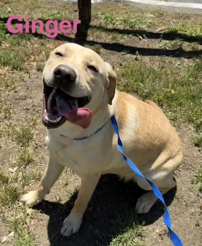 Ginger 39, a ADOPTABLE Yellow Labrador Retriever in Killingworth, CT image 1/5