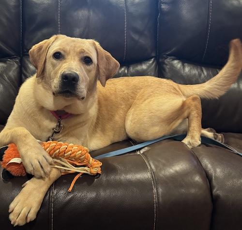 Ginger 39, ADOPTABLE, Young Female Yellow Labrador Retriever.