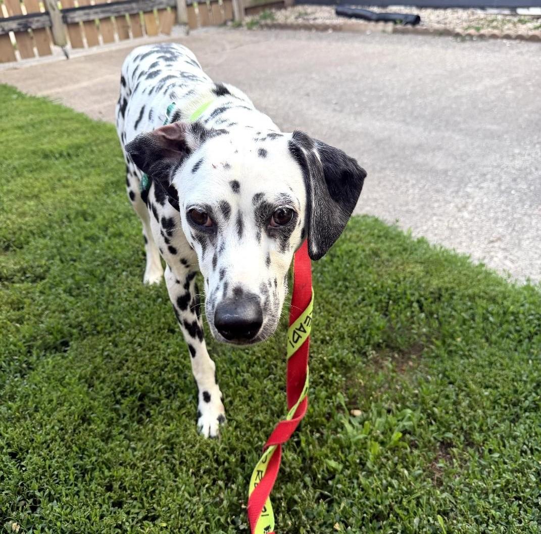 Mabel-ADOPTION PENDING, an adopted Dalmatian in Moline, IL image 2/6
