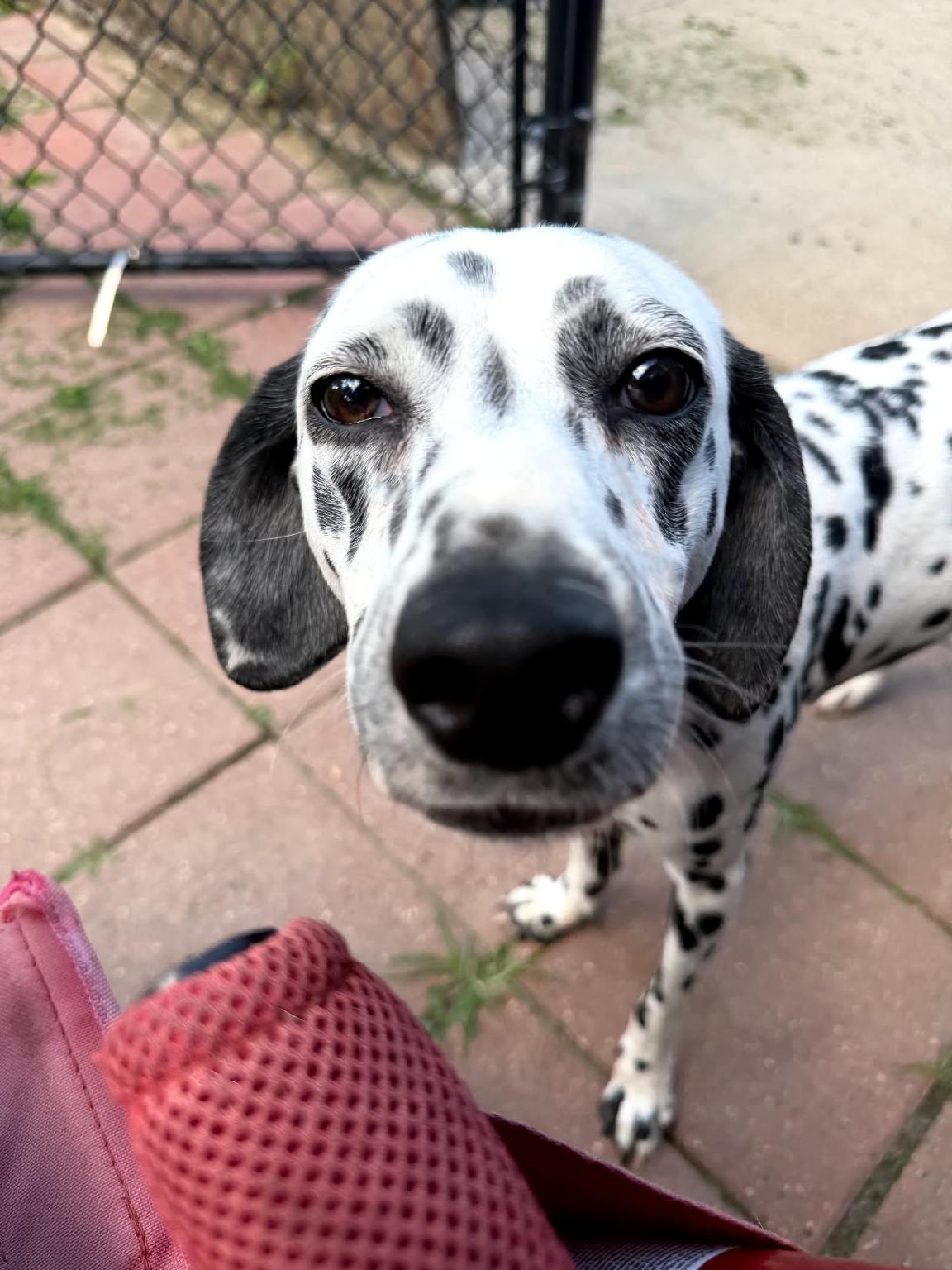 Mabel-ADOPTION PENDING, an adopted Dalmatian in Moline, IL image 4/6