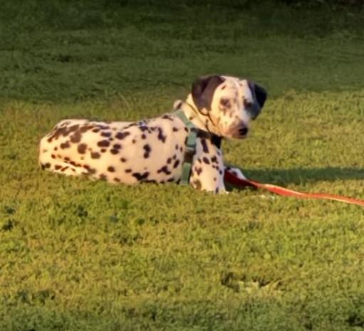 Mabel-ADOPTION PENDING, an adopted Dalmatian in Moline, IL image 6/6