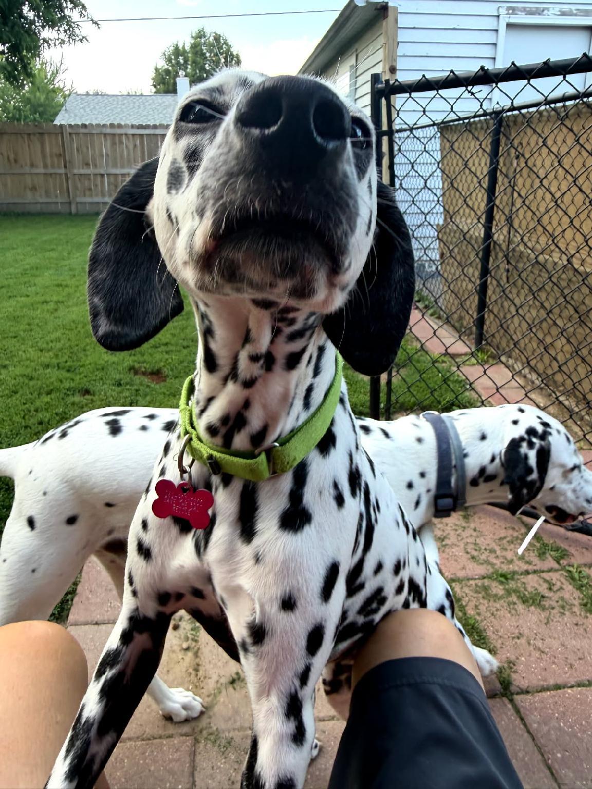 Mabel-ADOPTION PENDING, an adopted Dalmatian in Moline, IL image 3/6