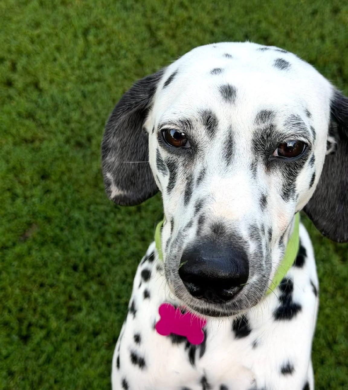 Mabel-ADOPTION PENDING, an adopted Dalmatian in Moline, IL image 1/6