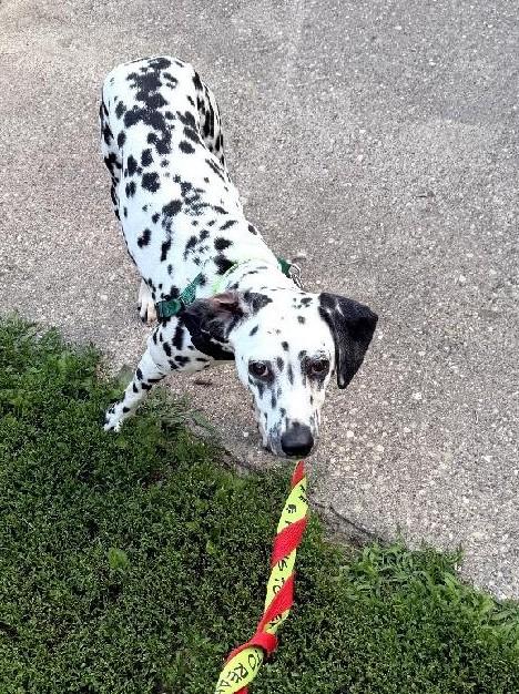 Mabel-ADOPTION PENDING, an adopted Dalmatian in Moline, IL image 5/6