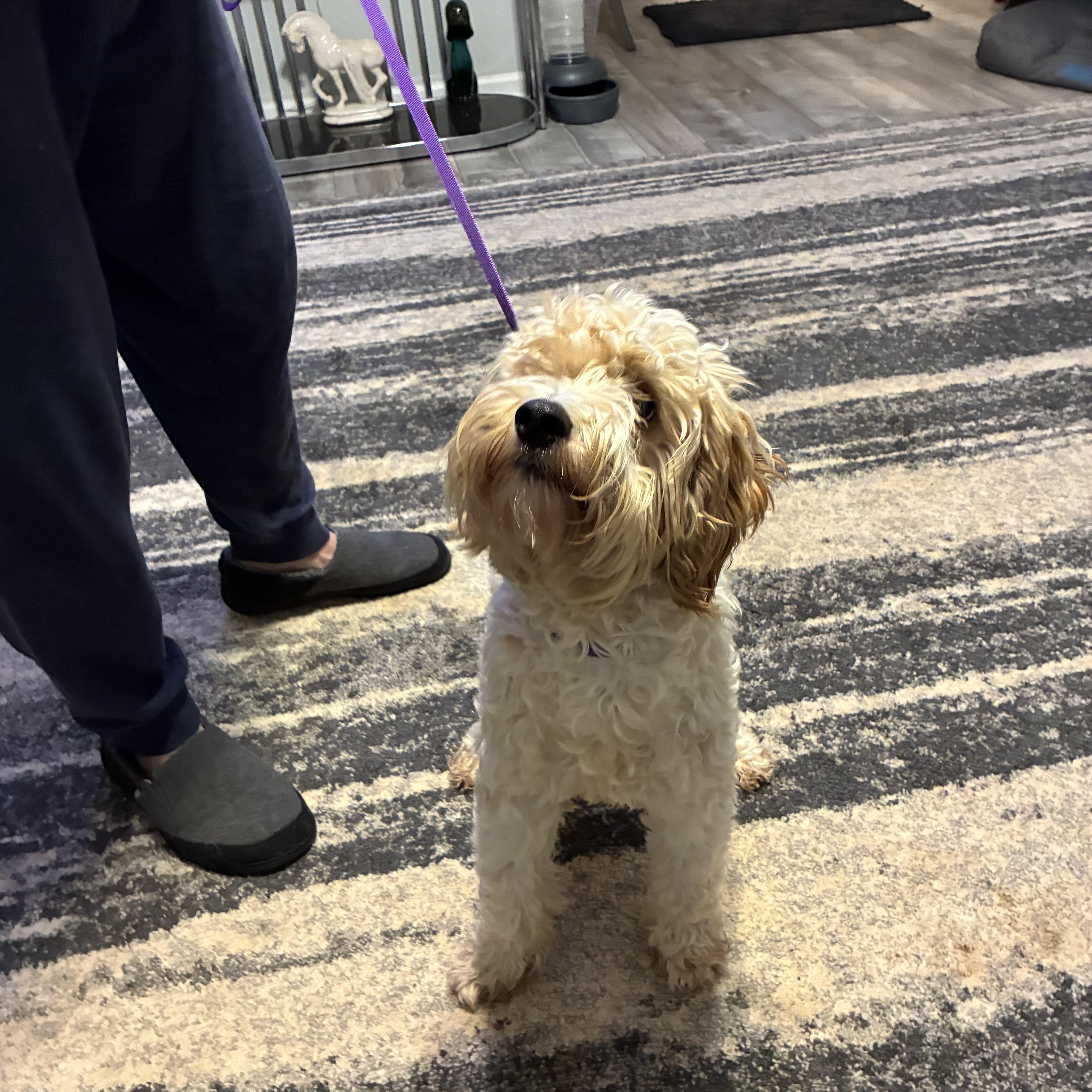 Moochie, a ADOPTABLE Labradoodle in Woodruff, SC image 1/6