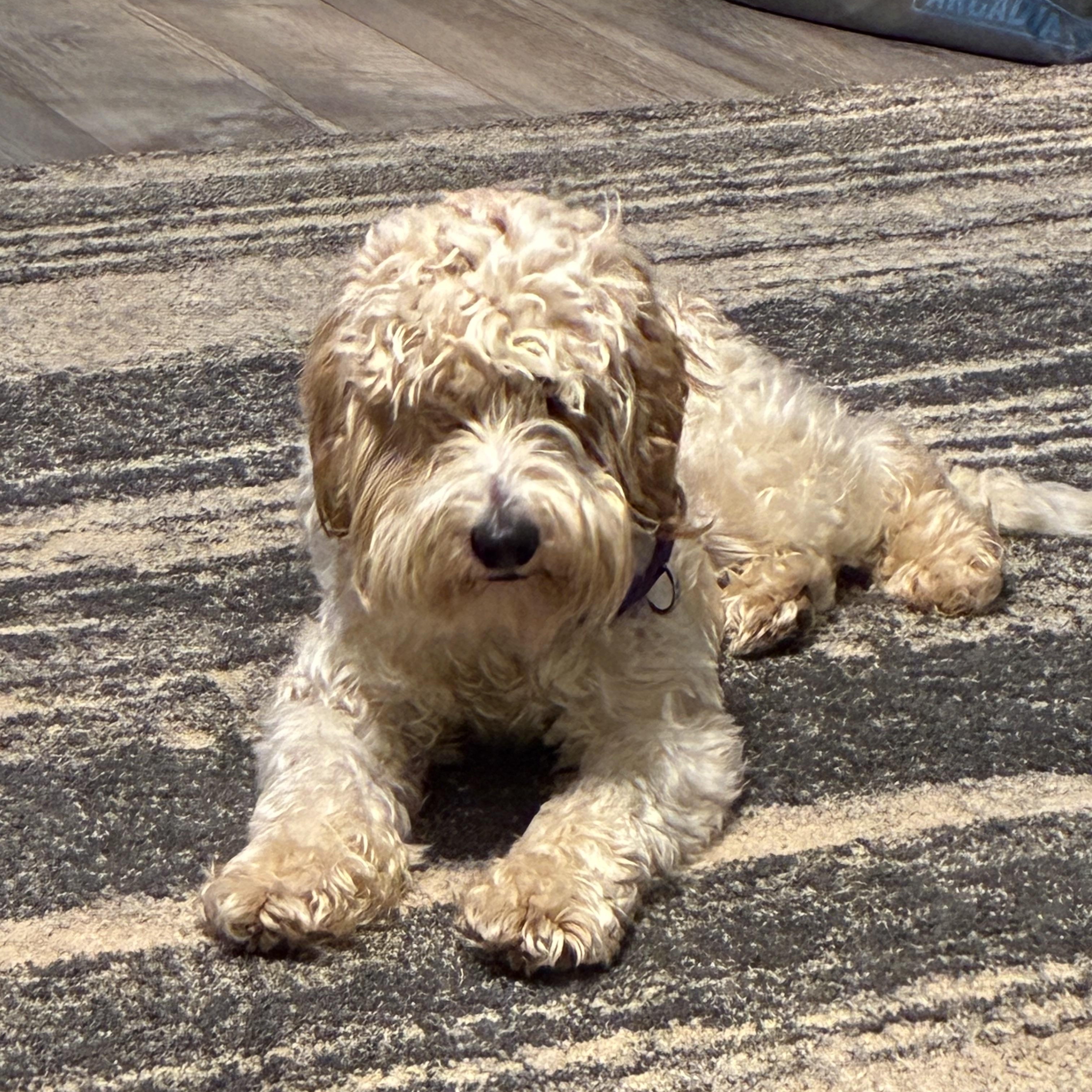 Moochie, a ADOPTABLE Labradoodle in Woodruff, SC image 2/6