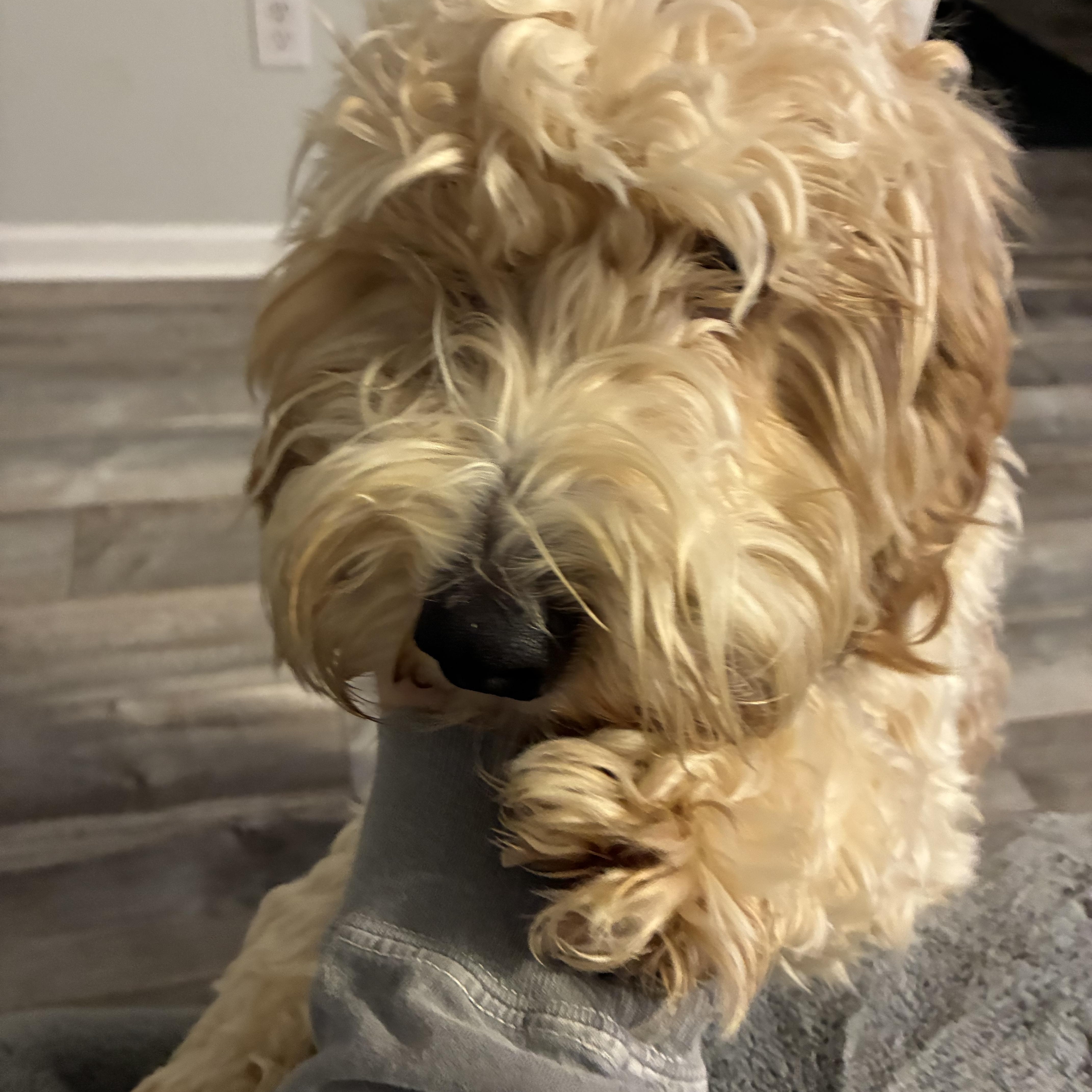 Moochie, a ADOPTABLE Labradoodle in Woodruff, SC image 3/6