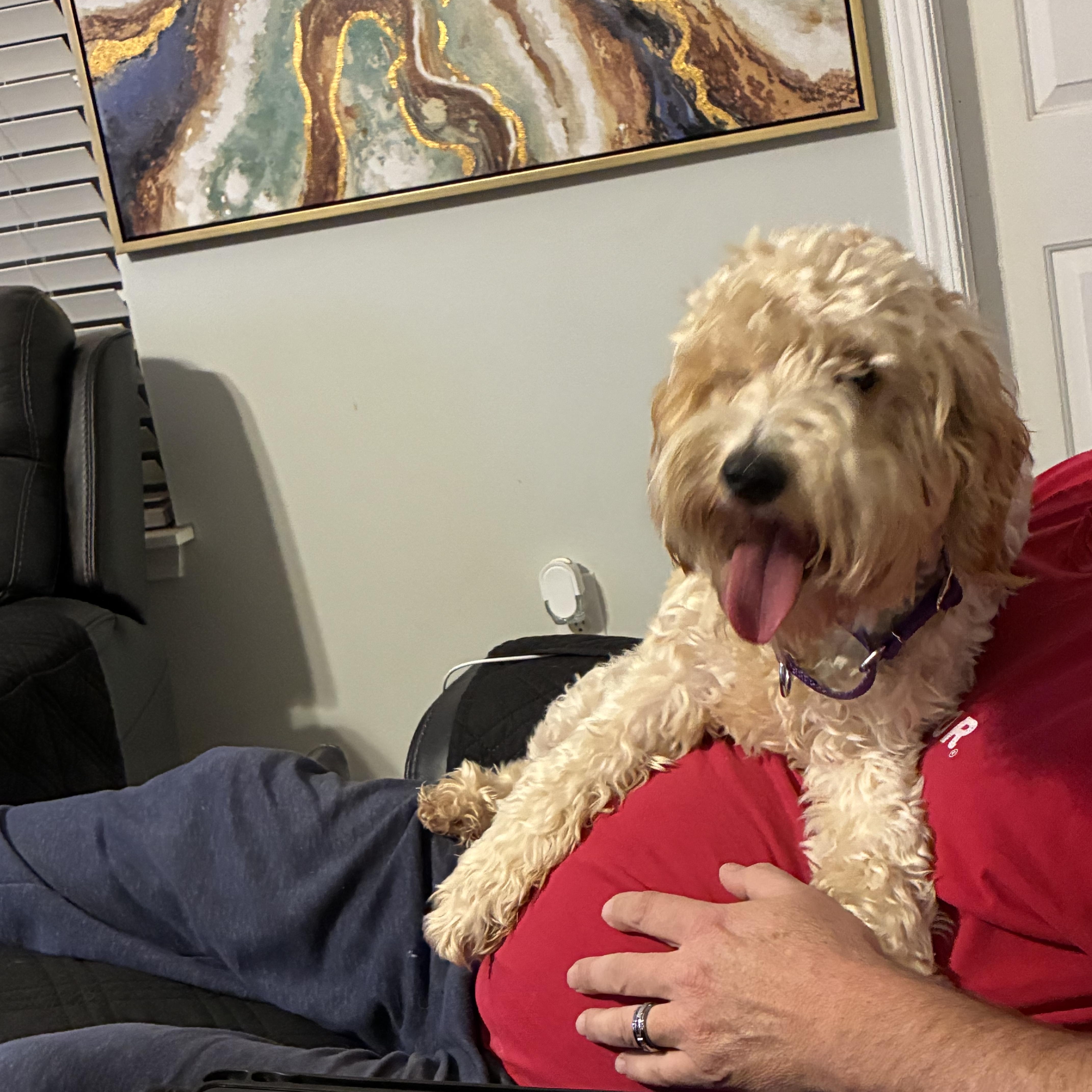 Moochie, a ADOPTABLE Labradoodle in Woodruff, SC image 4/6