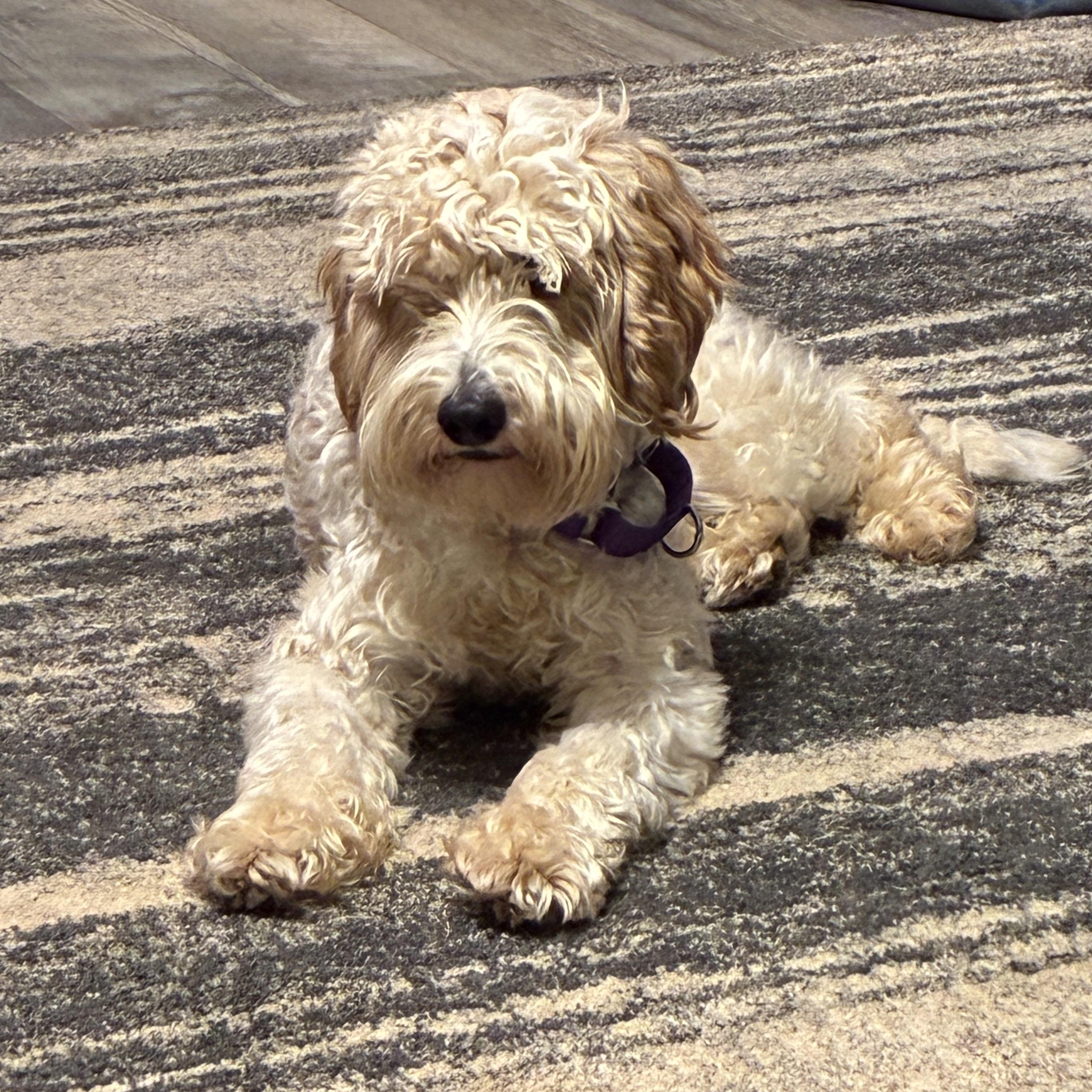 Moochie, a ADOPTABLE Labradoodle in Woodruff, SC image 5/6