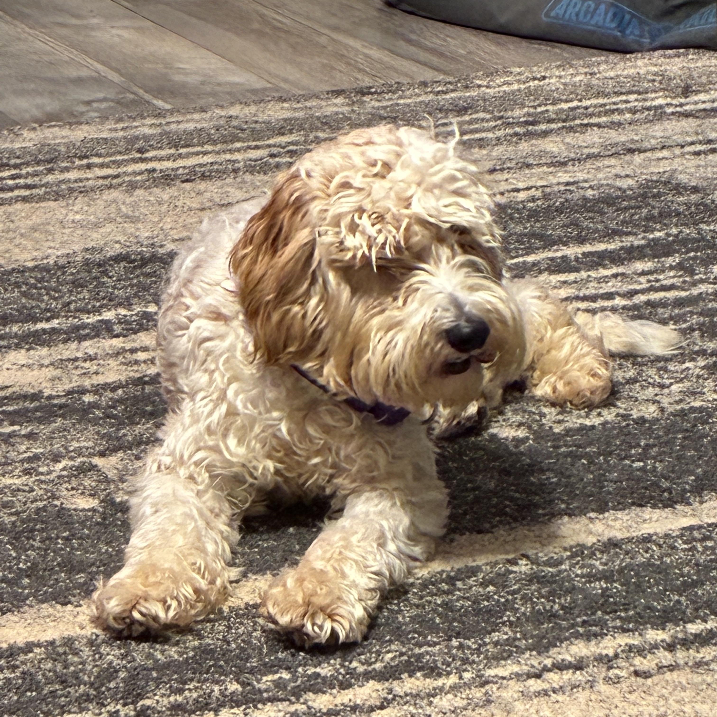Moochie, a ADOPTABLE Labradoodle in Woodruff, SC image 6/6